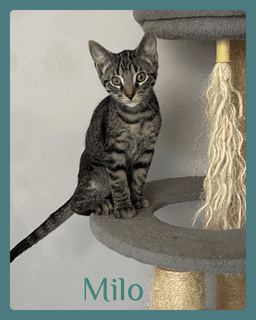 Milo image 1