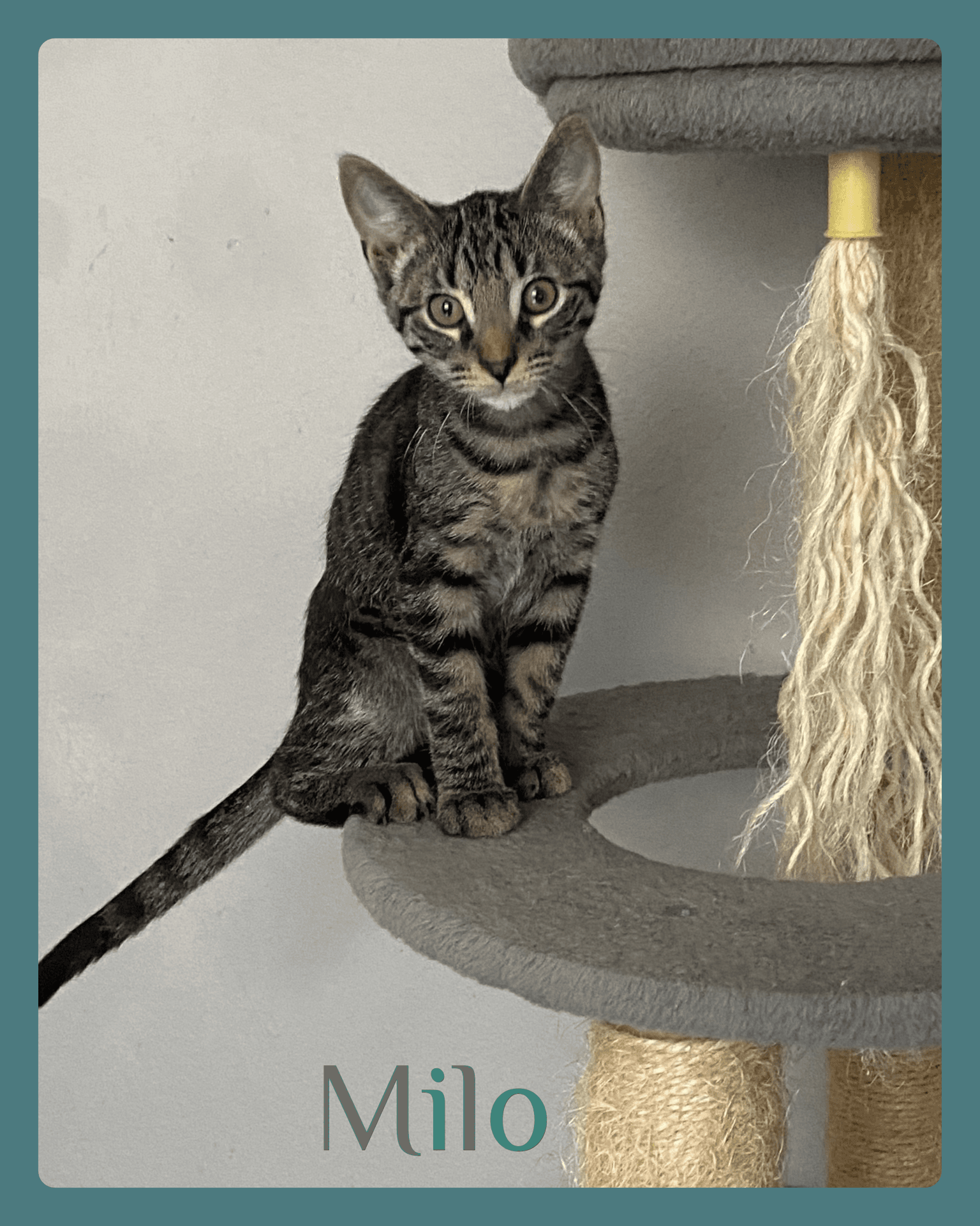 Milo - Tabby