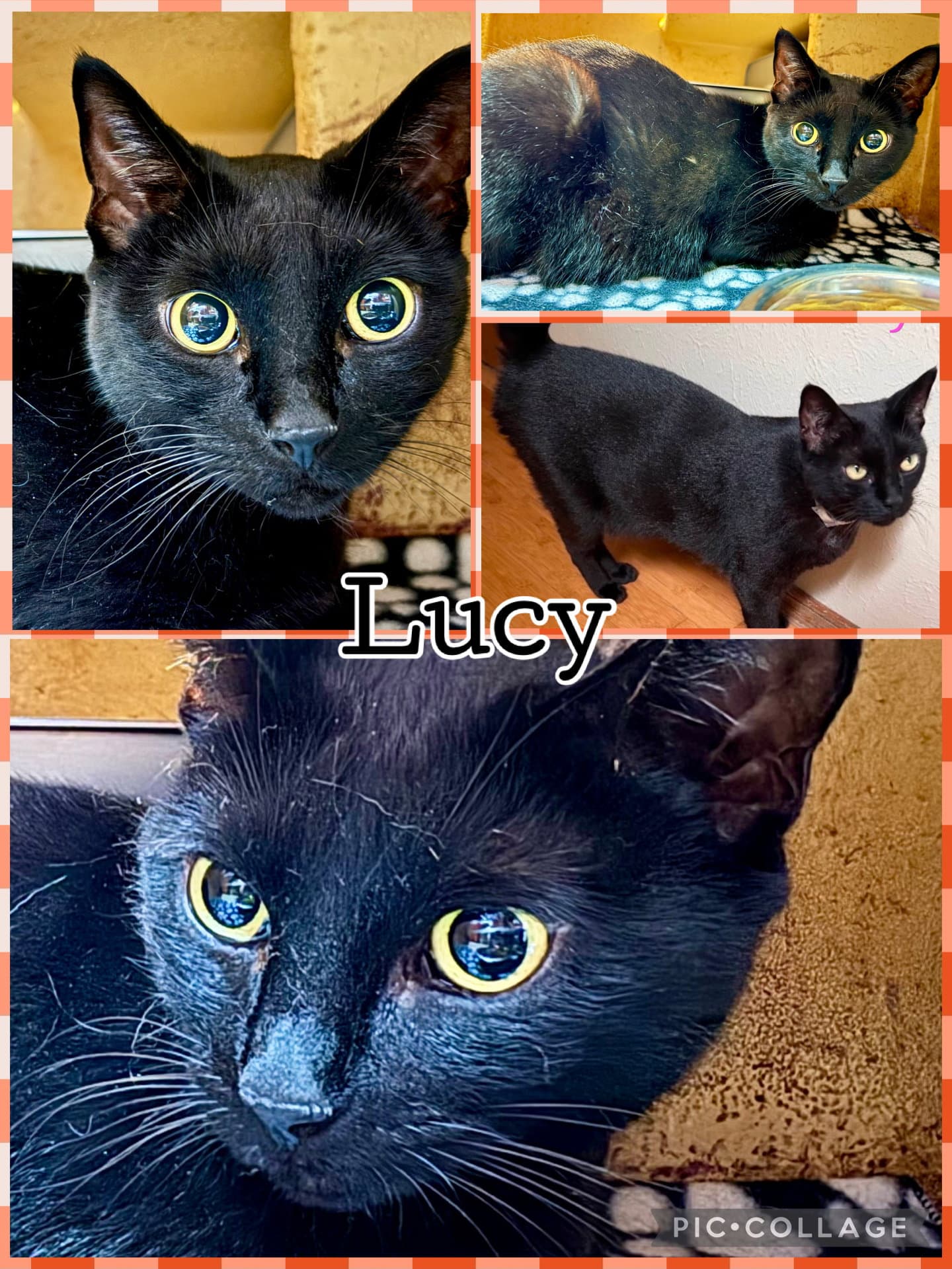 Lucy - Tabby