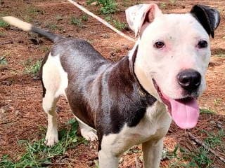 Adilynn - Boxer