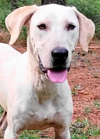 Cora - English Pointer