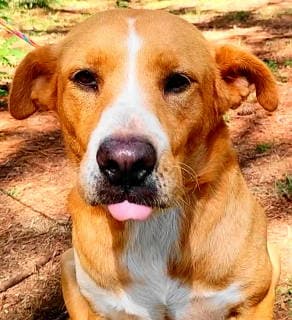 Amris - Labrador Retriever