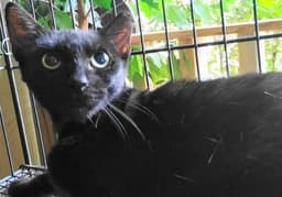 A-Mitzy Barn Cat image 1