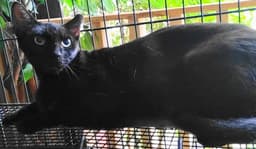 A-Mitzy Barn Cat image 2