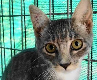 Esme - Tabby