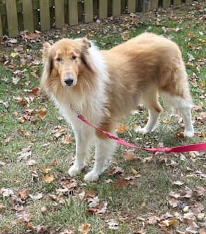 Charlie - Collie