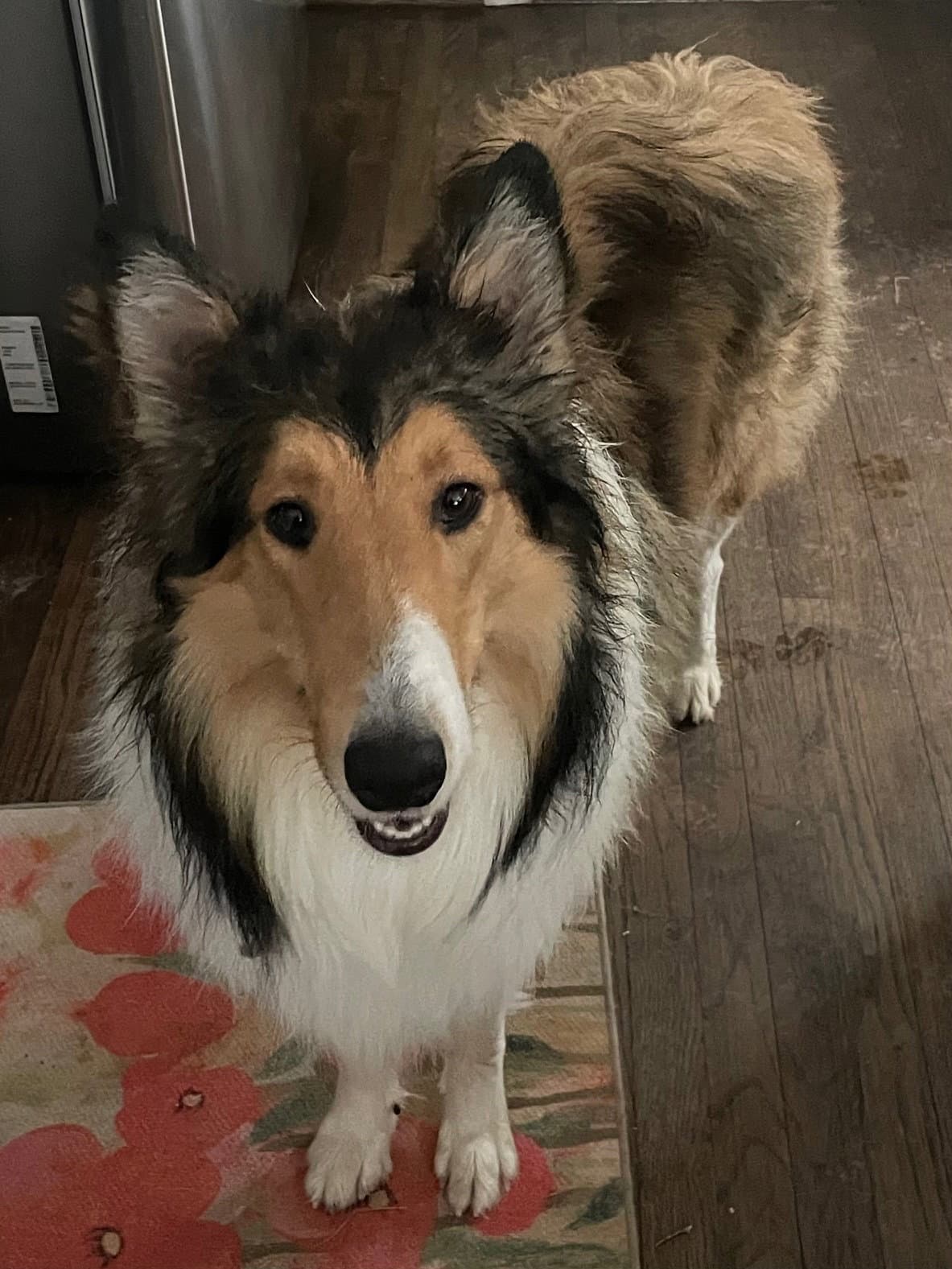 Lenny - Collie
