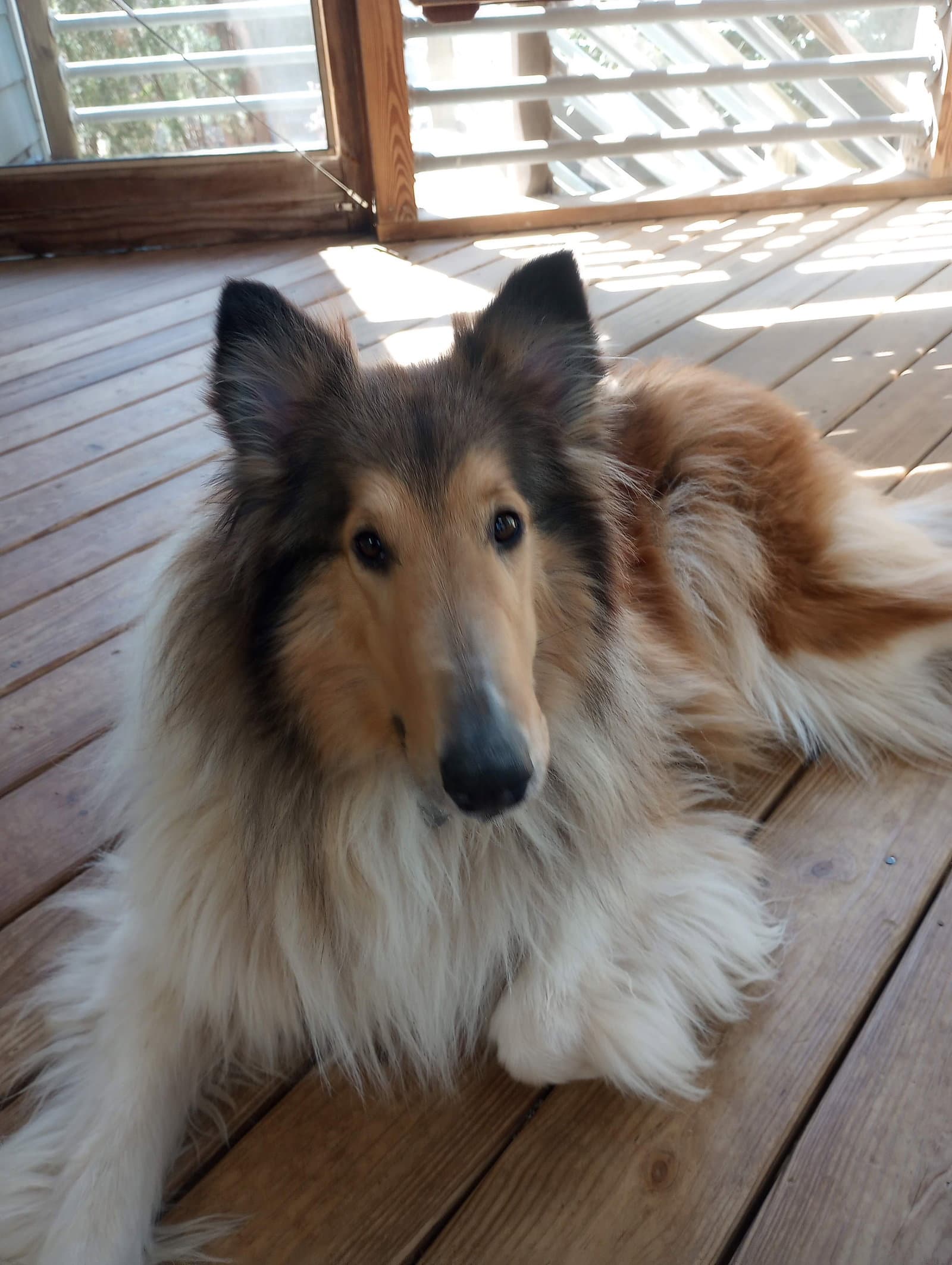 Catina - Collie