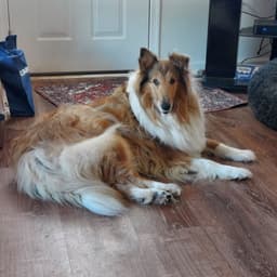 Missy image 1