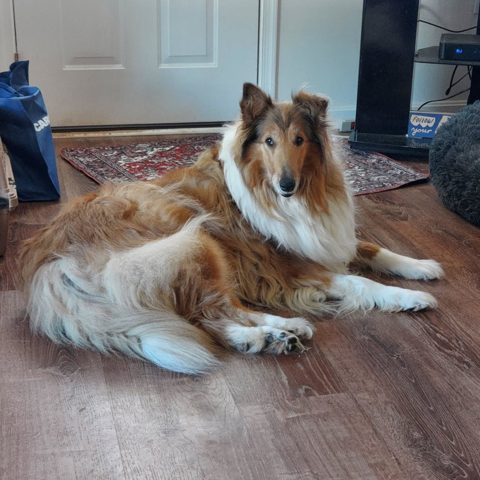 Missy - Collie