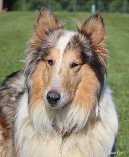 Duchess image 1