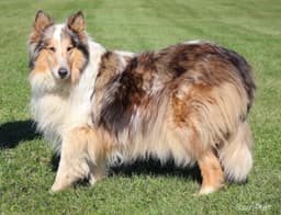 Duchess image 2