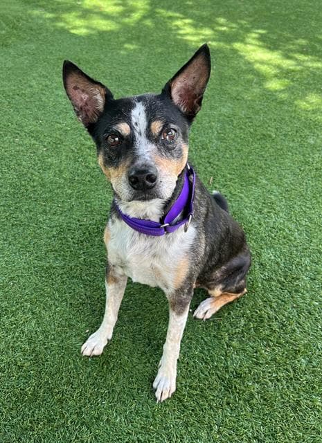 Lilo - Australian Cattle Dog/Blue Heeler