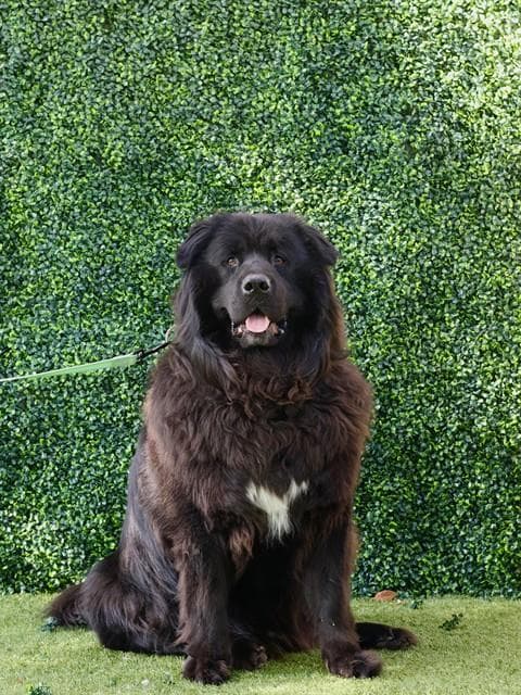 Oso - Chow Chow