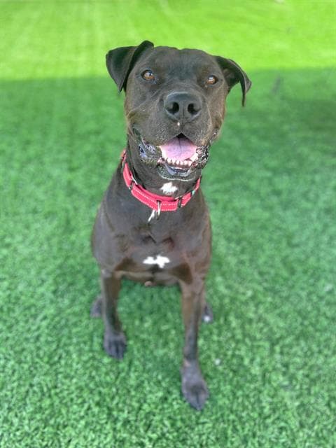 Rolo - Labrador Retriever