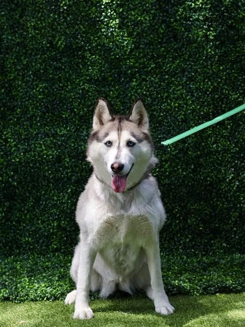 Nala - Siberian Husky