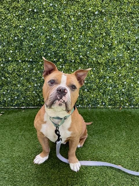 Gerald - Bulldog
