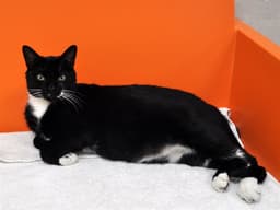 Whiskers image 1
