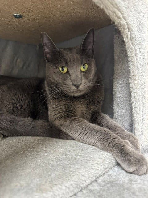 Ozzie - Domestic Short Hair