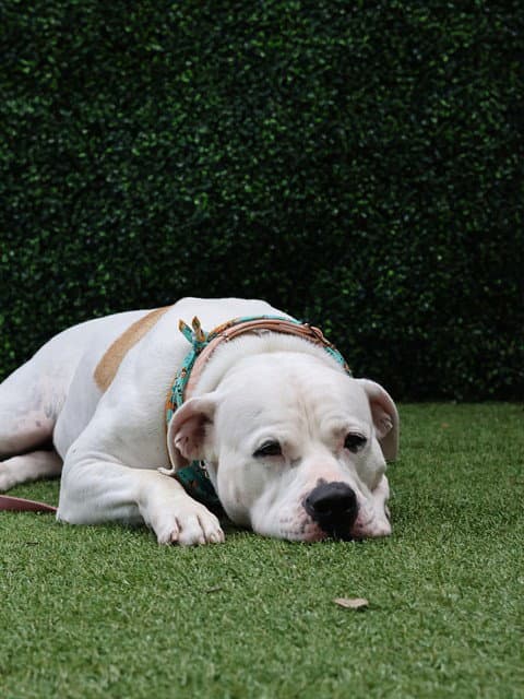Ivory - Mastiff