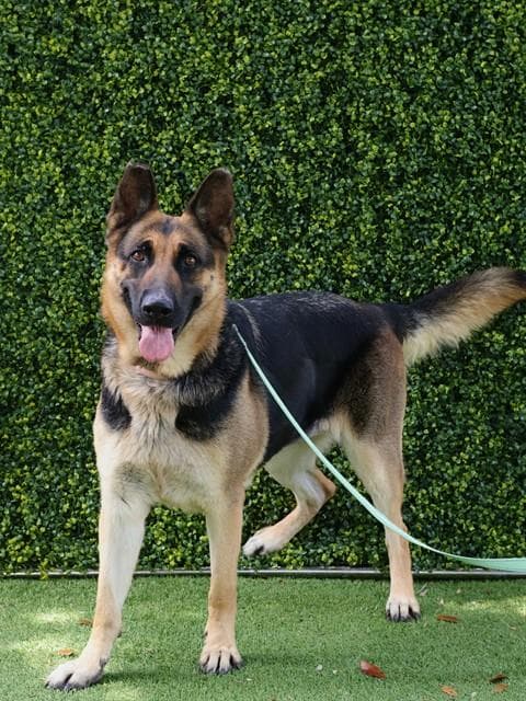 Tippy - German Shepherd Dog