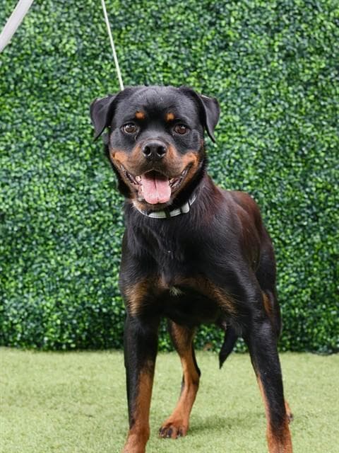 Dahlia - Rottweiler