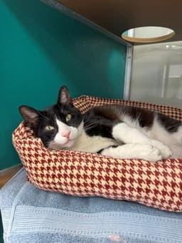 Oreo image 1