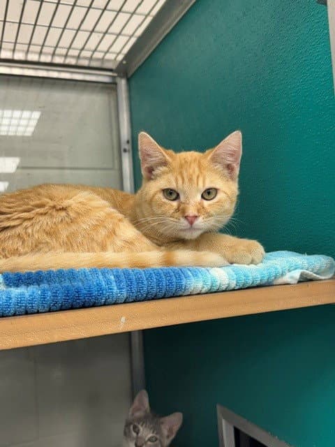 Levi - Domestic Short Hair
