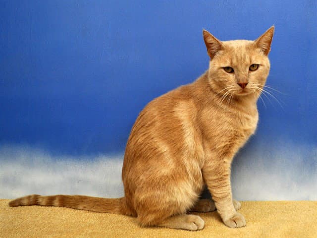 Willy - Domestic Short Hair