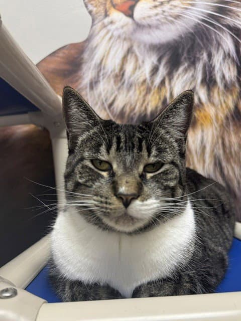 Nala - Domestic Short Hair
