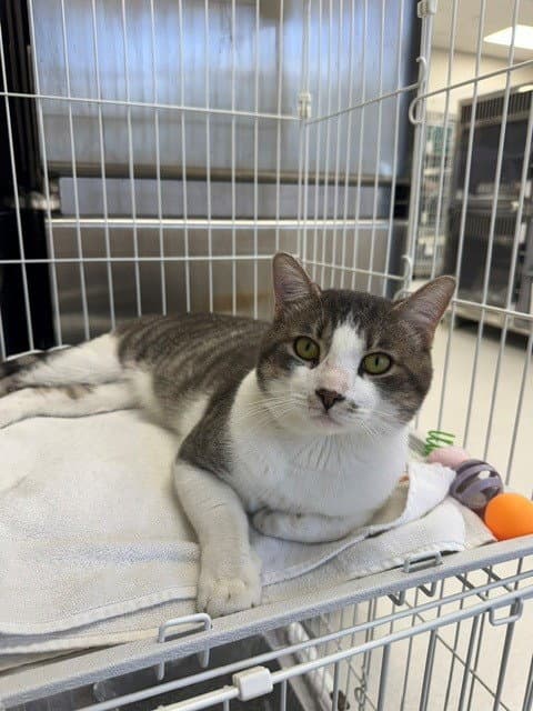 Benny - Domestic Short Hair