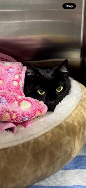 Snickers - Domestic Short Hair