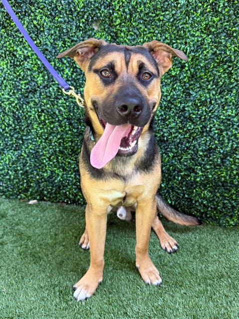 Bronx - German Shepherd Dog