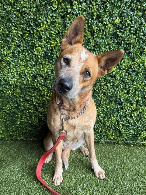 Autumn - Australian Cattle Dog/Blue Heeler
