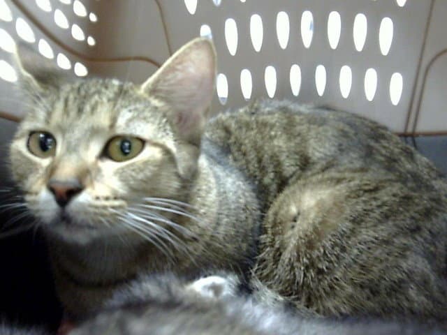 Unknown - Domestic Short Hair