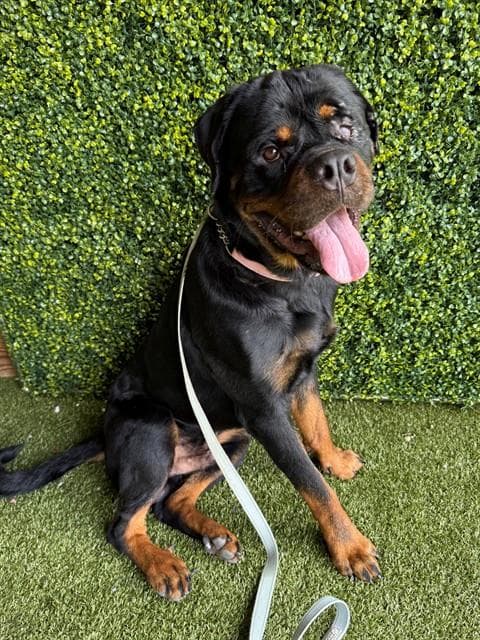 Goober - Rottweiler