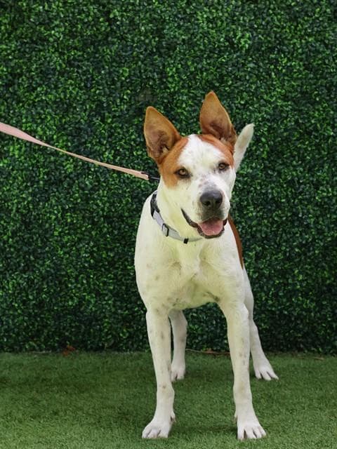 Crash Bandicoot - American Bulldog
