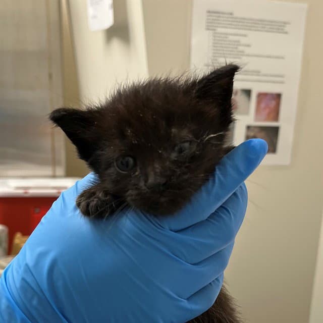 Unknown - Domestic Short Hair