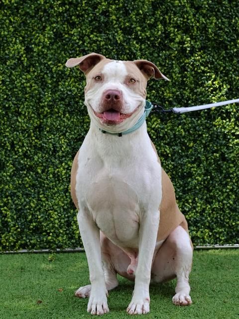 Duke - Staffordshire Bull Terrier