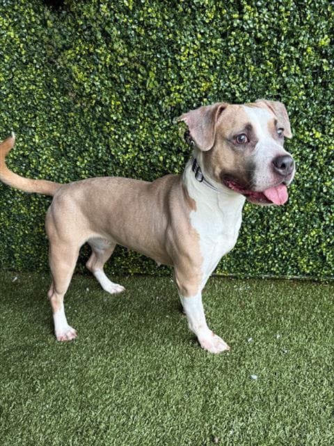 Fendi - Staffordshire Bull Terrier