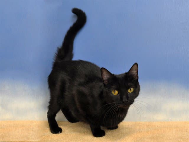 Sasha - Domestic Short Hair