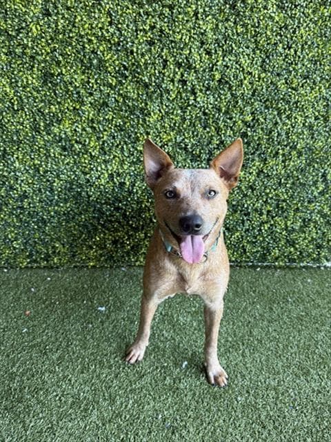 Wrangler - Australian Cattle Dog/Blue Heeler