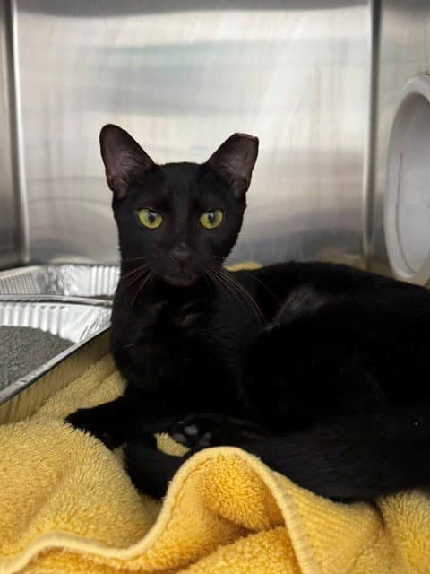 Chouquette - Domestic Short Hair