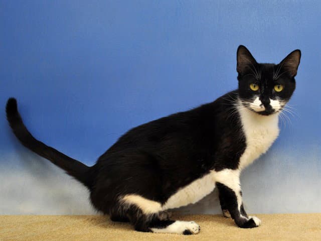 Ava - Domestic Short Hair