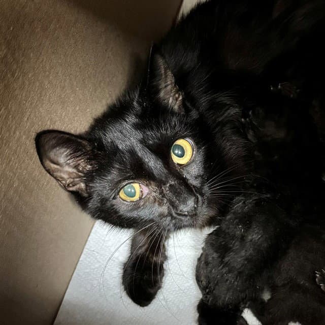 Kennedy - Domestic Short Hair