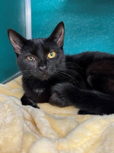 Kennedy - Domestic Short Hair