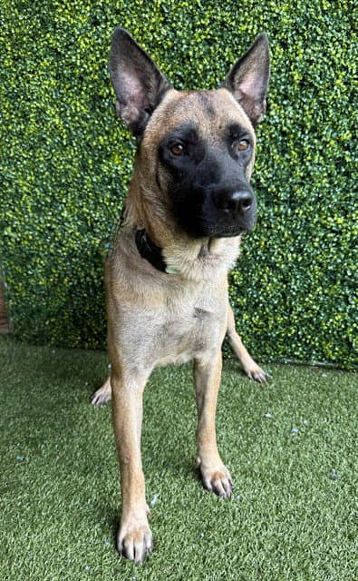 Gomez - German Shepherd Dog
