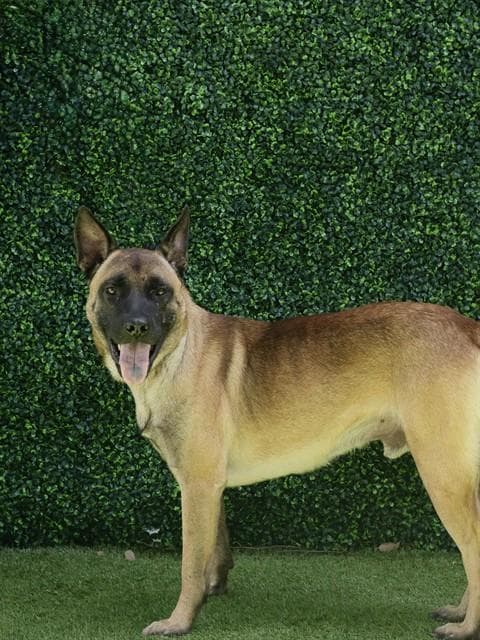 Gomez - German Shepherd Dog