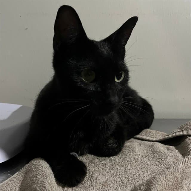 Unknown - Domestic Short Hair