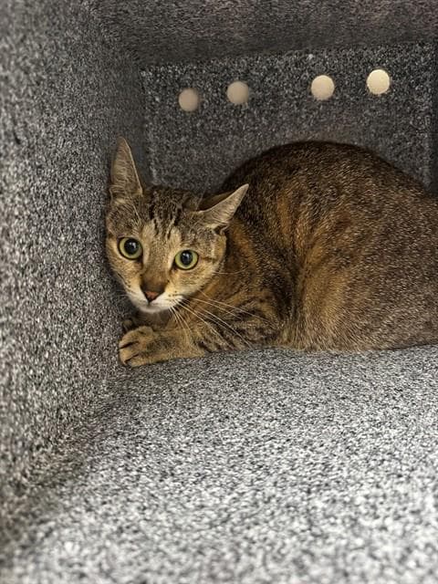 Sidney - Domestic Short Hair